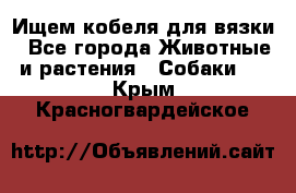 Ищем кобеля для вязки - Все города Животные и растения » Собаки   . Крым,Красногвардейское